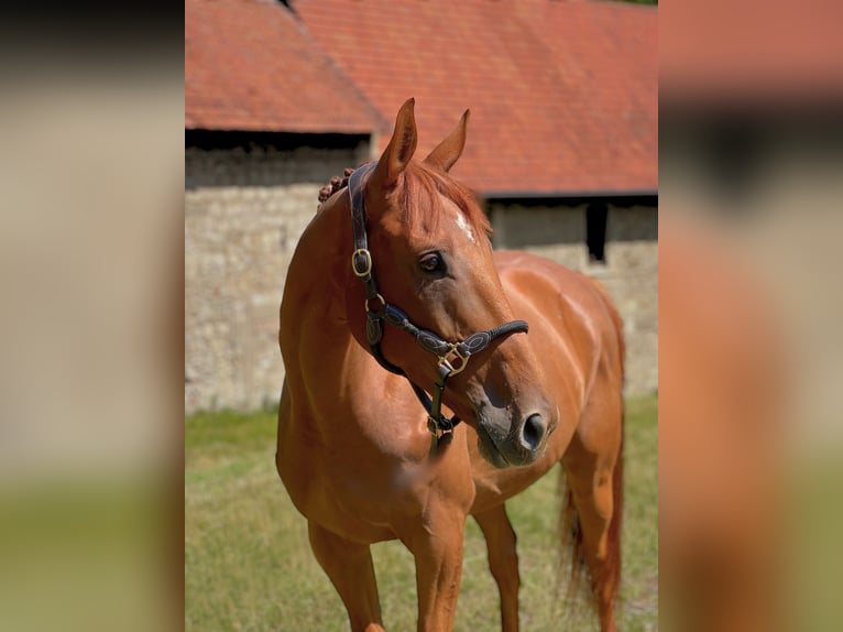 Thoroughbred Gelding 6 years 16,2 hh Chestnut-Red in Bickenriede