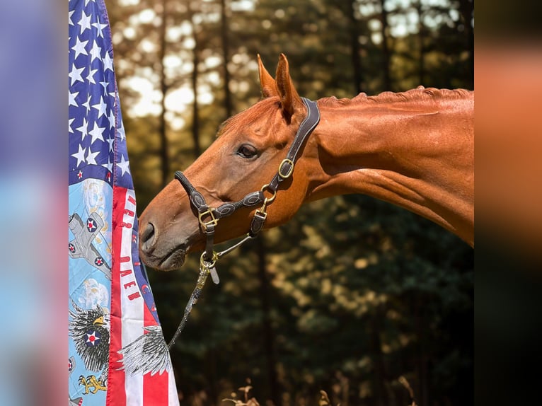 Thoroughbred Gelding 6 years 16,2 hh Chestnut-Red in Bickenriede