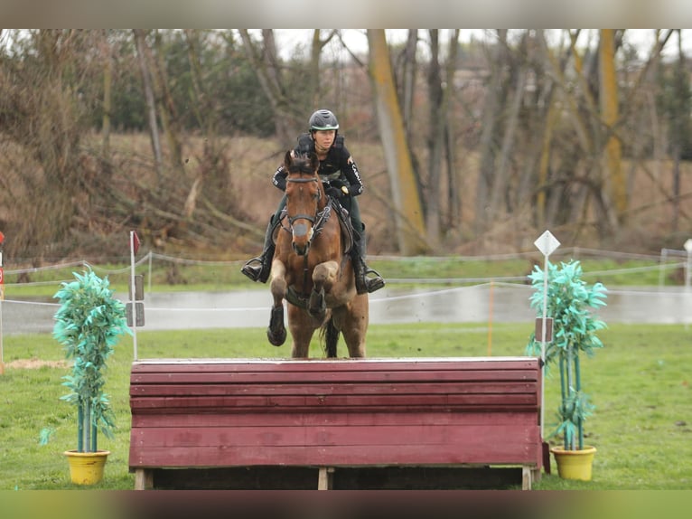 Thoroughbred Gelding 6 years 17 hh Bay-Dark in Brunete