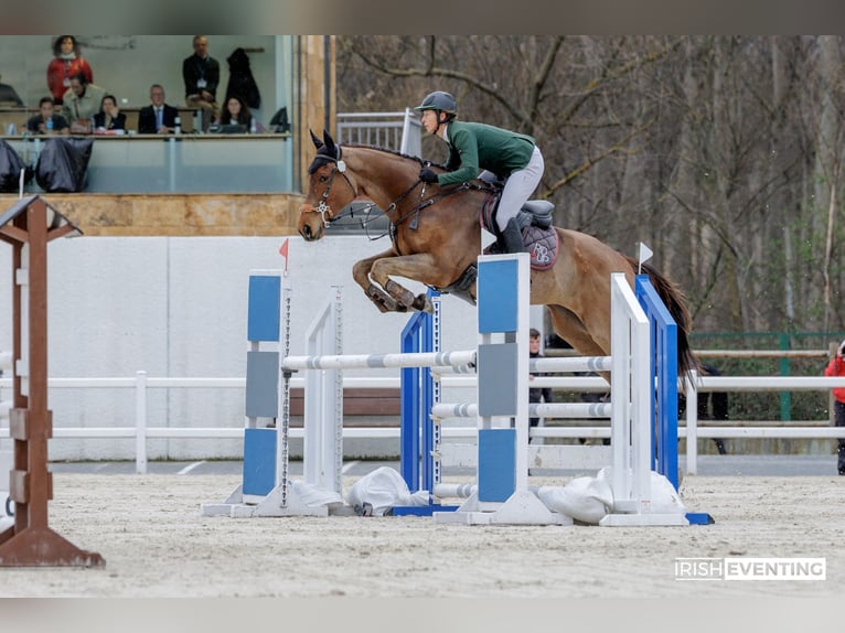 Thoroughbred Gelding 6 years 17 hh Bay-Dark in Brunete