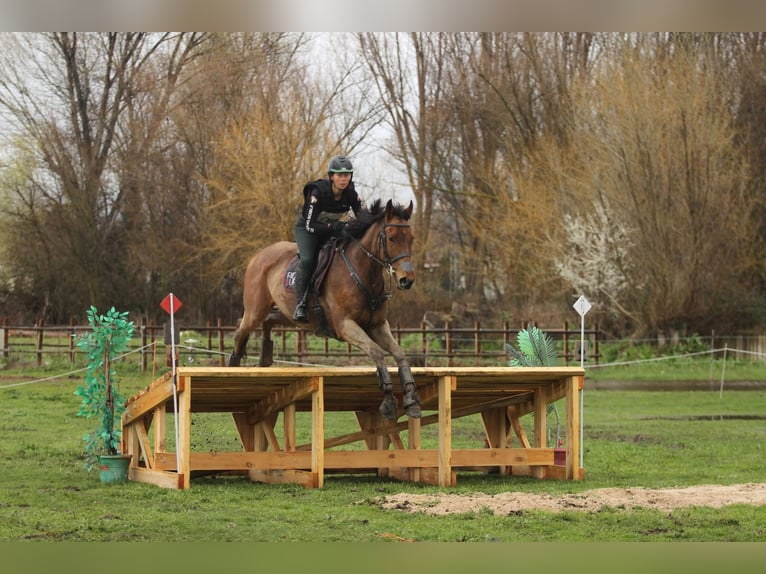 Thoroughbred Gelding 6 years 17 hh Bay-Dark in Brunete
