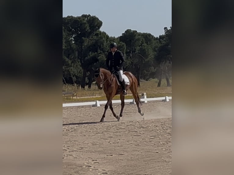 Thoroughbred Gelding 6 years 17 hh Bay-Dark in Brunete