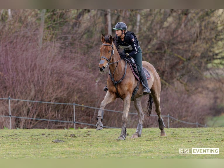 Thoroughbred Gelding 6 years 17 hh Bay-Dark in Brunete