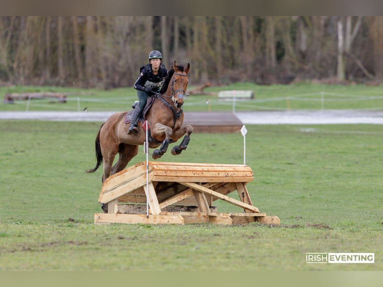 Thoroughbred Gelding 6 years 17 hh Bay-Dark in Brunete