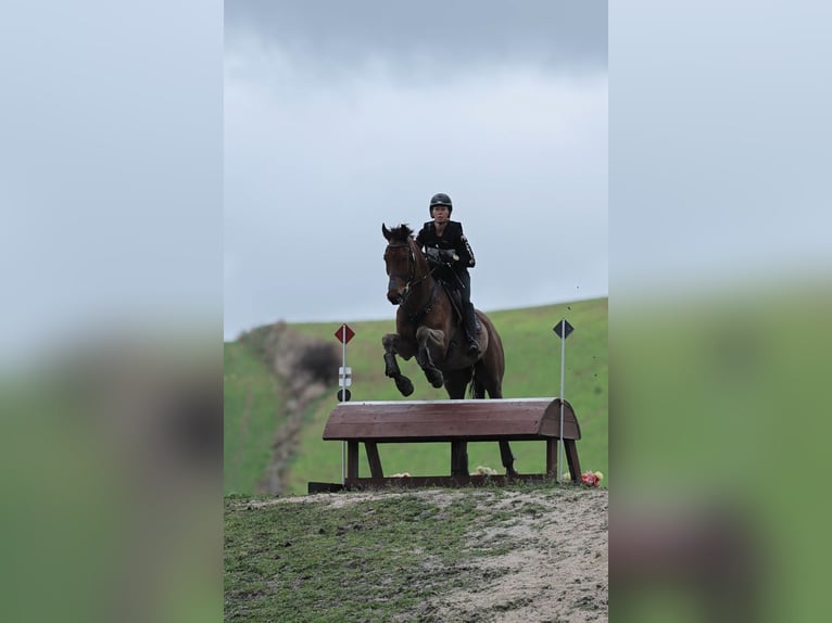 Thoroughbred Gelding 6 years 17 hh Bay-Dark in Brunete