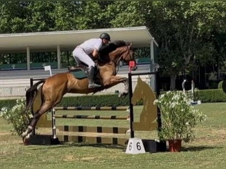 Thoroughbred Gelding 6 years 17 hh Brown in sevilla la nueva