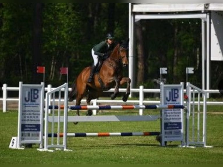 Thoroughbred Gelding 6 years 17 hh Brown in sevilla la nueva