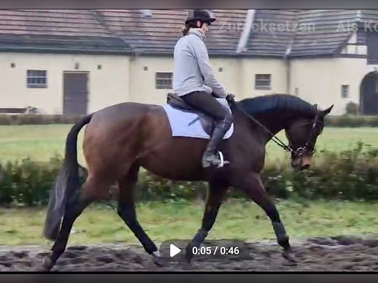 Thoroughbred Gelding 6 years 17 hh Brown in Neuenhagen