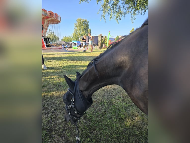 Thoroughbred Gelding 6 years 17 hh Brown in Wallerfangen
