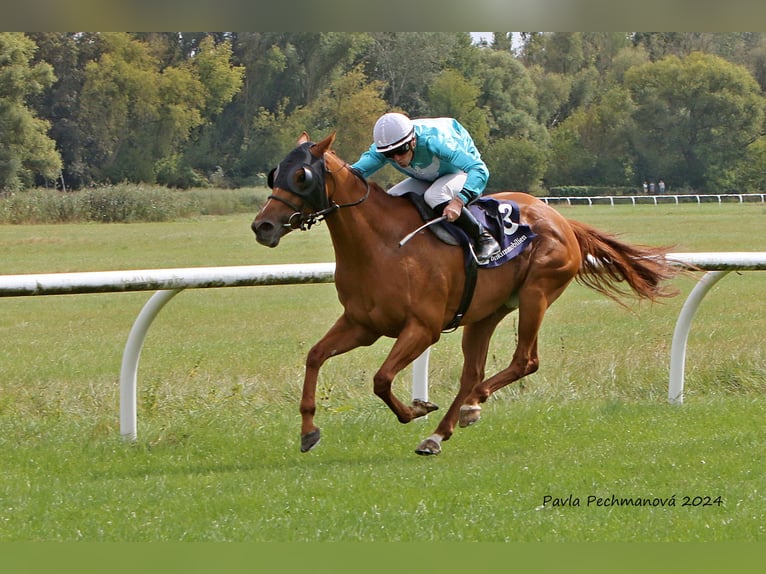 Thoroughbred Gelding 7 years 15.1 hh Chestnut-Red in Leipzig