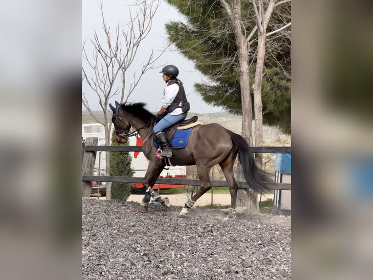 Thoroughbred Gelding 7 years 15.2 hh Bay-Dark in Aranjuez