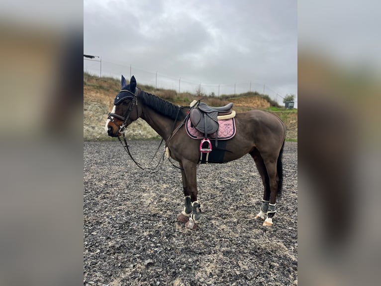 Thoroughbred Gelding 7 years 15.2 hh Bay-Dark in Aranjuez
