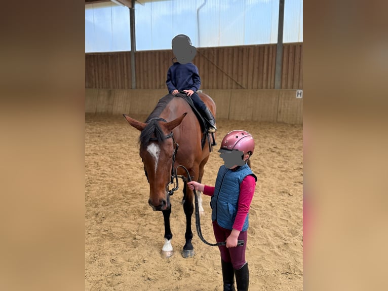 Thoroughbred Gelding 7 years 15.2 hh Brown in Friesenhagen