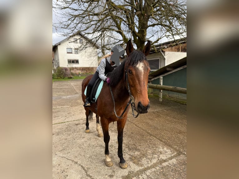 Thoroughbred Gelding 7 years 15.2 hh Brown in Friesenhagen