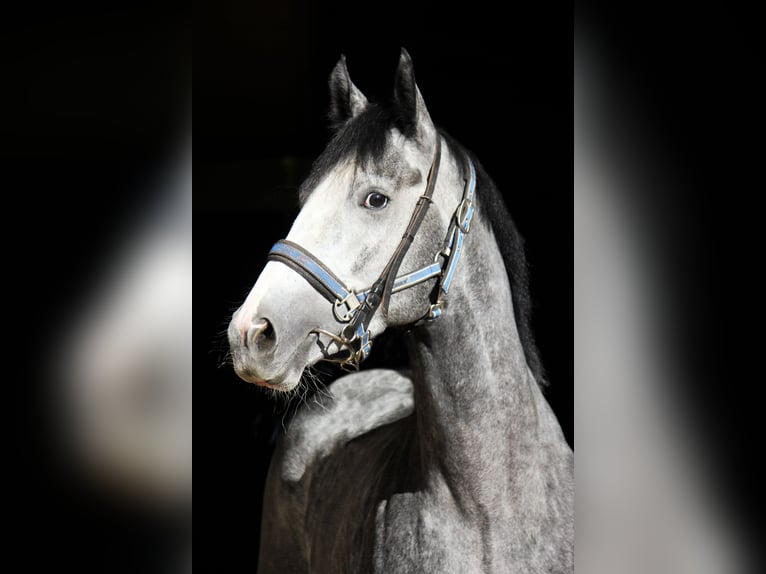 Thoroughbred Gelding 7 years 15,2 hh Gray in München