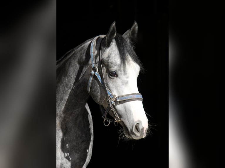 Thoroughbred Gelding 7 years 15,2 hh Gray in München