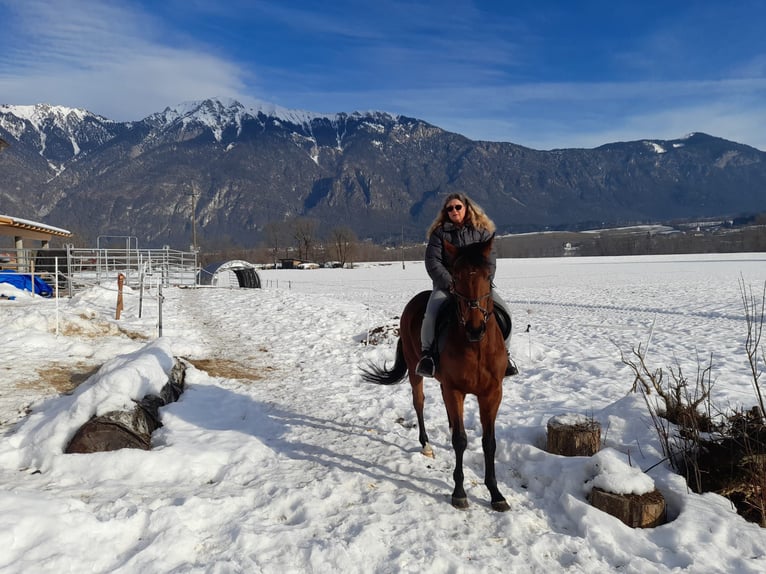 Thoroughbred Gelding 7 years 15,2 hh in Obertilliach