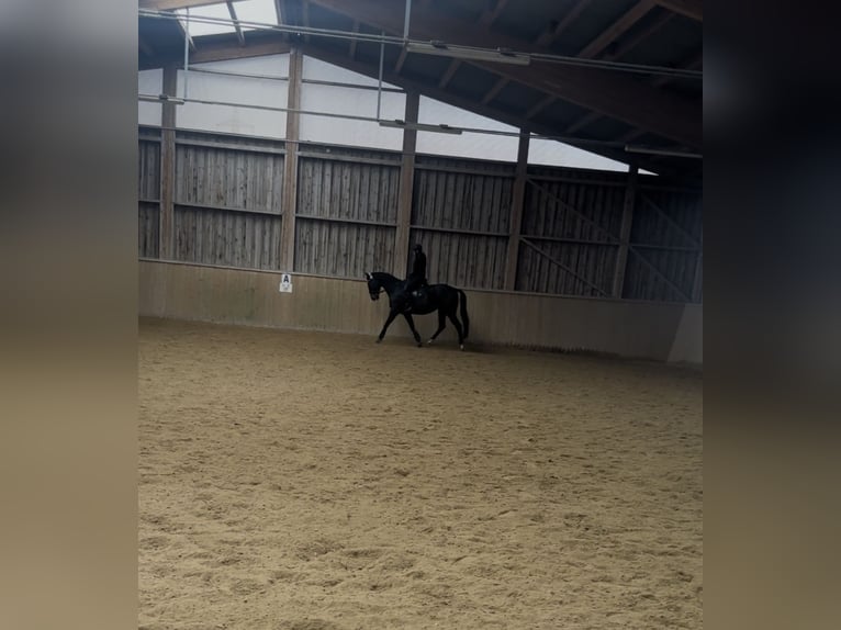 Thoroughbred Gelding 7 years 15,2 hh Smoky-Black in Marchtrenk