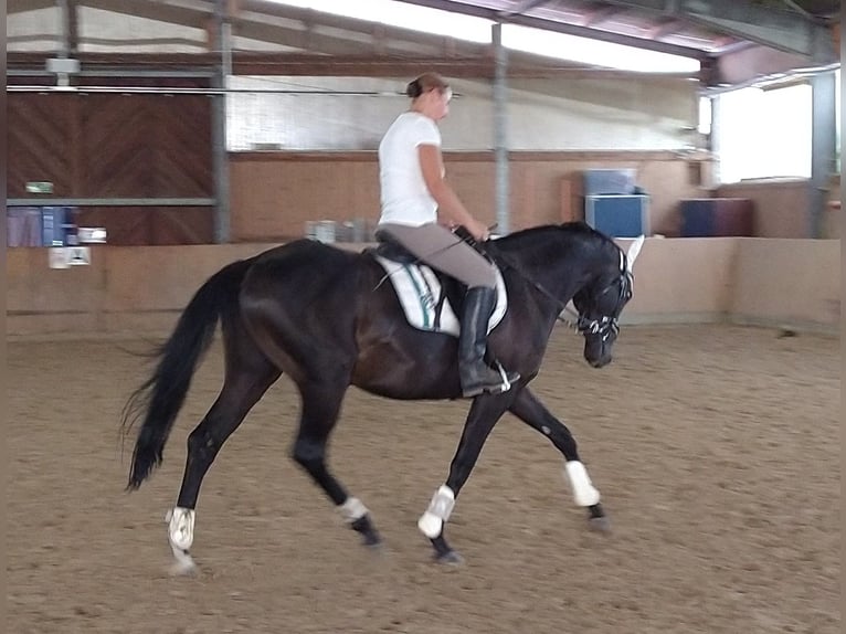 Thoroughbred Gelding 7 years 15,3 hh Black in Celle