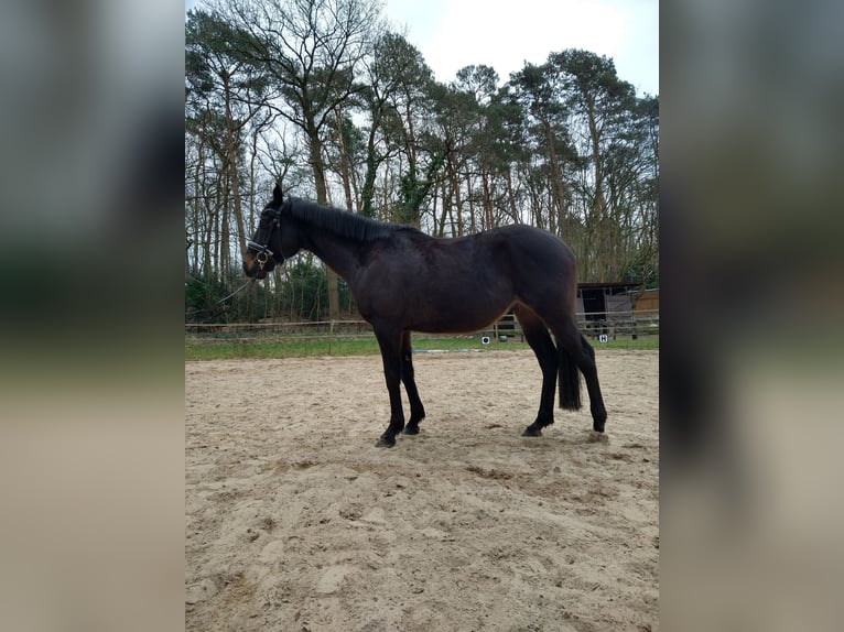 Thoroughbred Gelding 7 years 15,3 hh Black in Celle