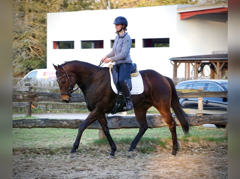 Thoroughbred Gelding 7 years 15.3 hh Brown in Thedinghausen