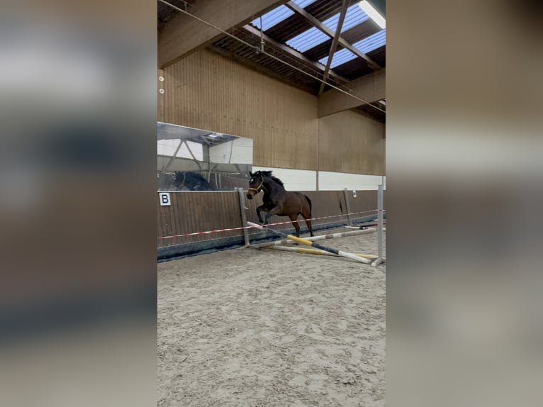 Thoroughbred Gelding 7 years 15,3 hh Brown in Beckingen