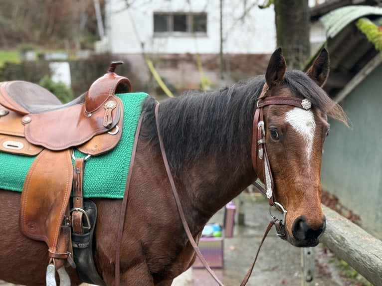 Thoroughbred Gelding 7 years 15,2 hh Brown in Friesenhagen
