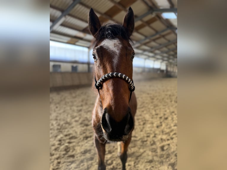Thoroughbred Gelding 7 years 15,2 hh Brown in Friesenhagen