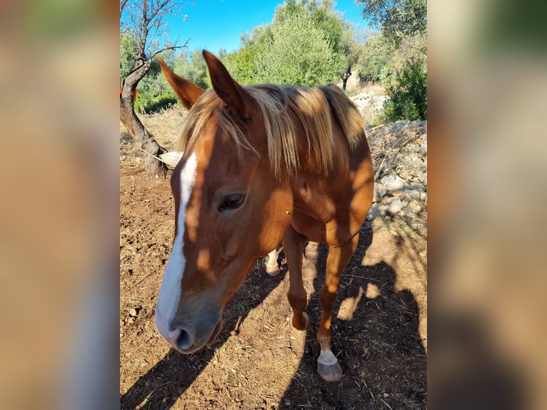Thoroughbred Gelding 7 years 15,2 hh Champagne in Siracusa Thoroughbred Gelding 7 years 15,2 hh Champagne in Siracusa