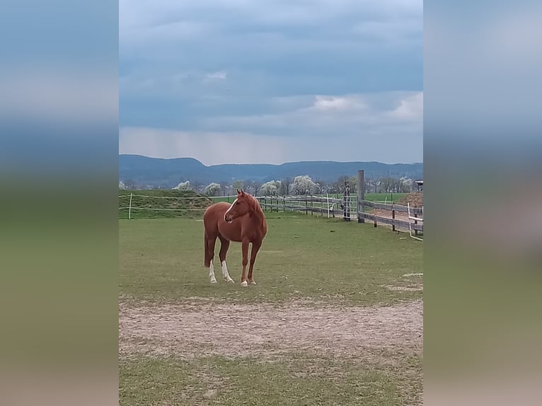 Thoroughbred Gelding 7 years 15,2 hh Chestnut-Red in Rudolstadt