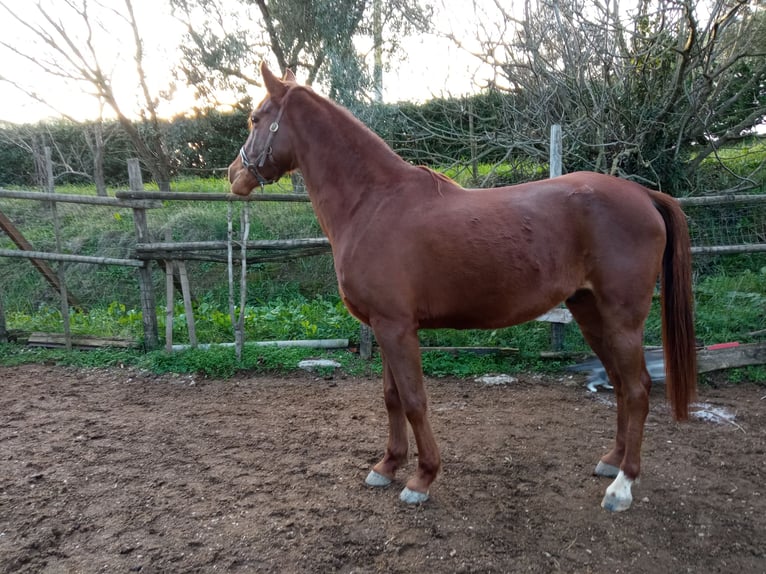 Thoroughbred Gelding 7 years 15,2 hh Chestnut-Red in Riparbella