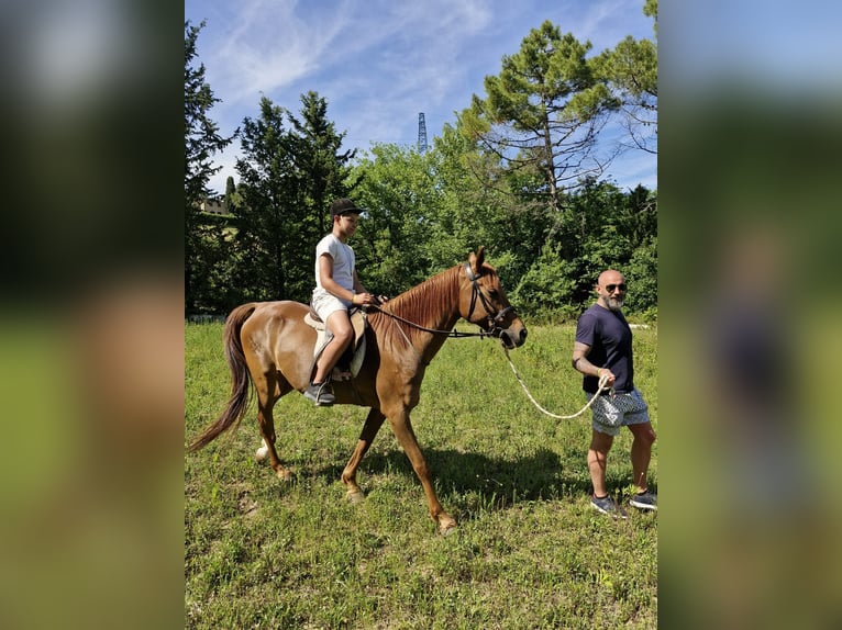 Thoroughbred Gelding 7 years 15,2 hh Chestnut-Red in Riparbella