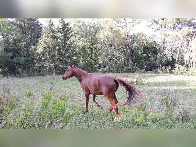 Thoroughbred Gelding 7 years 15,2 hh Chestnut-Red in Riparbella