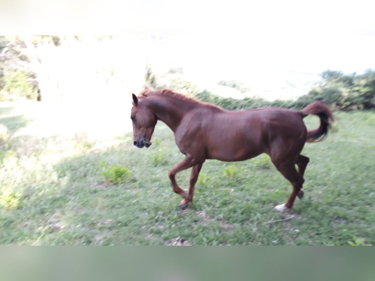 Thoroughbred Gelding 7 years 15,2 hh Chestnut-Red in Riparbella
