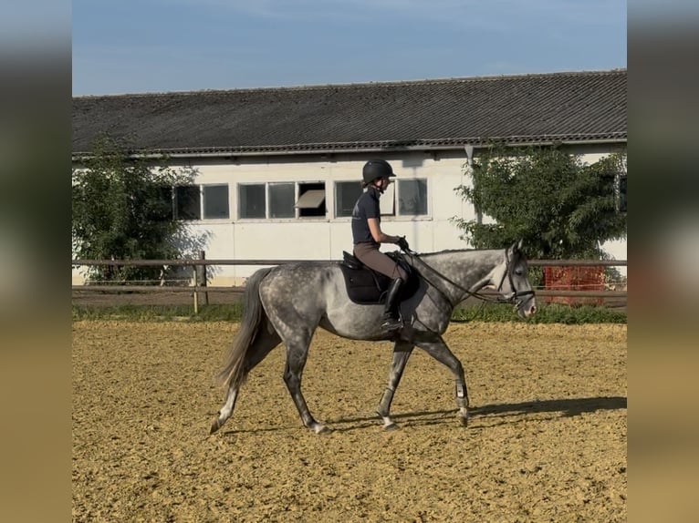 Thoroughbred Gelding 7 years 15,2 hh Grey in Neuenhagen