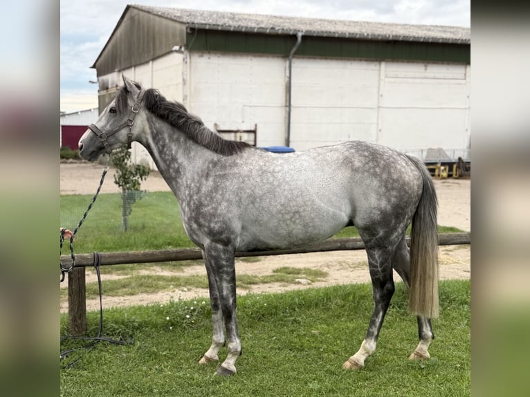Thoroughbred Gelding 7 years 15,2 hh Grey in Neuenhagen