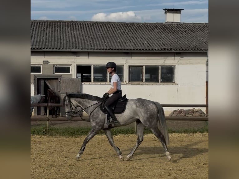 Thoroughbred Gelding 7 years 15,2 hh Grey in Neuenhagen