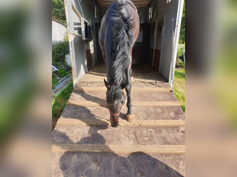 Thoroughbred Gelding 7 years 15,3 hh Bay-Dark in Narón