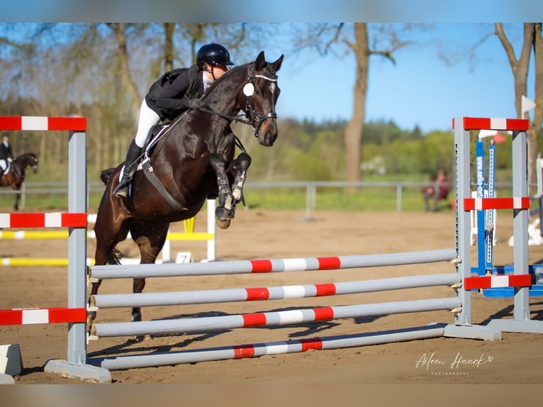 Thoroughbred Gelding 7 years 16.1 hh Bay-Dark in Wöpkendorf