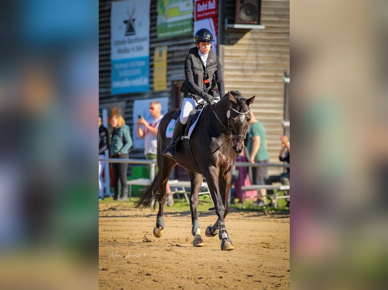 Thoroughbred Gelding 7 years 16.1 hh Bay-Dark in Wöpkendorf