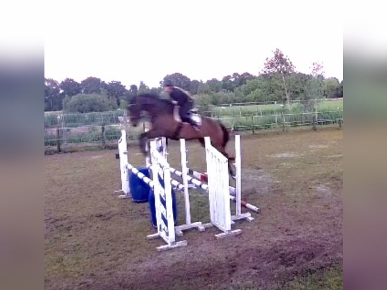 Thoroughbred Gelding 7 years 16,1 hh Brown in Heereveen