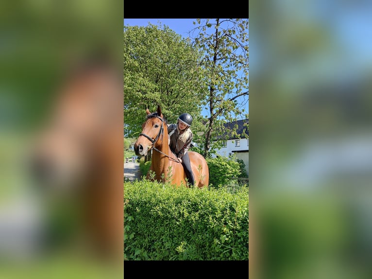 Thoroughbred Gelding 7 years 16,1 hh Brown in Meschede