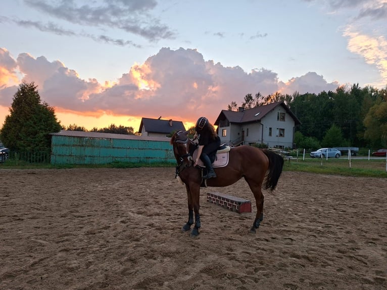 Thoroughbred Gelding 7 years 16.2 hh Bay-Dark in Rudyszwałd