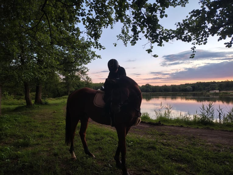 Thoroughbred Gelding 7 years 16.2 hh Bay-Dark in Rudyszwałd