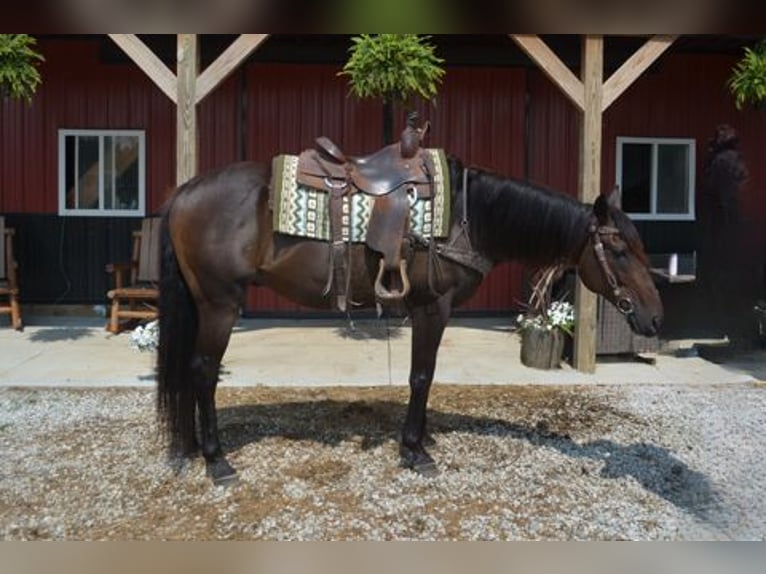 Thoroughbred Gelding 7 years 16,2 hh Bay in Mantua