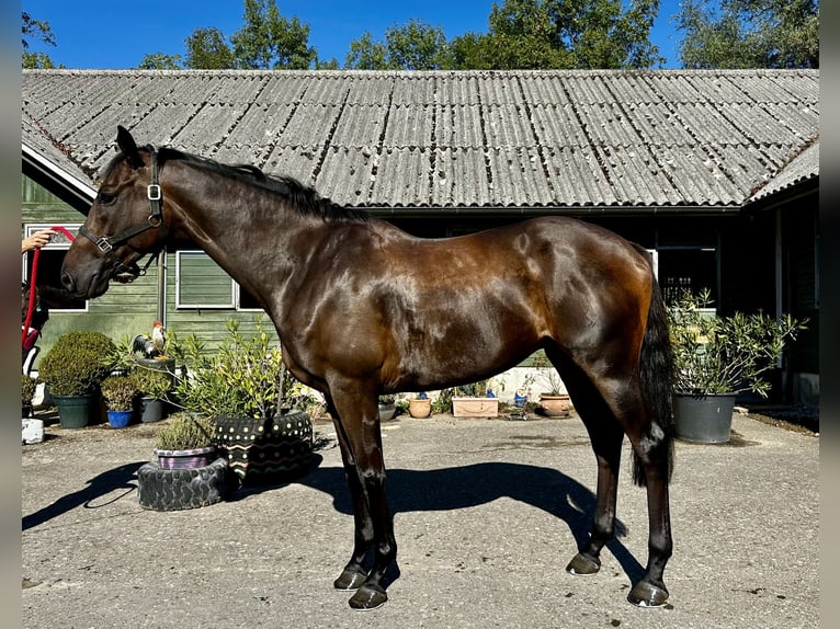 Thoroughbred Gelding 7 years 16.2 hh Brown in Dielsdorf