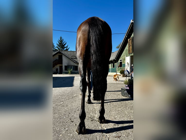 Thoroughbred Gelding 7 years 16.2 hh Brown in Dielsdorf