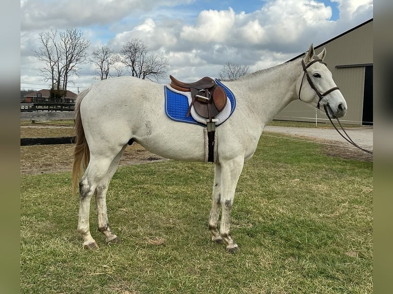 Thoroughbred Gelding 7 years 16.2 hh Grey in Lexington