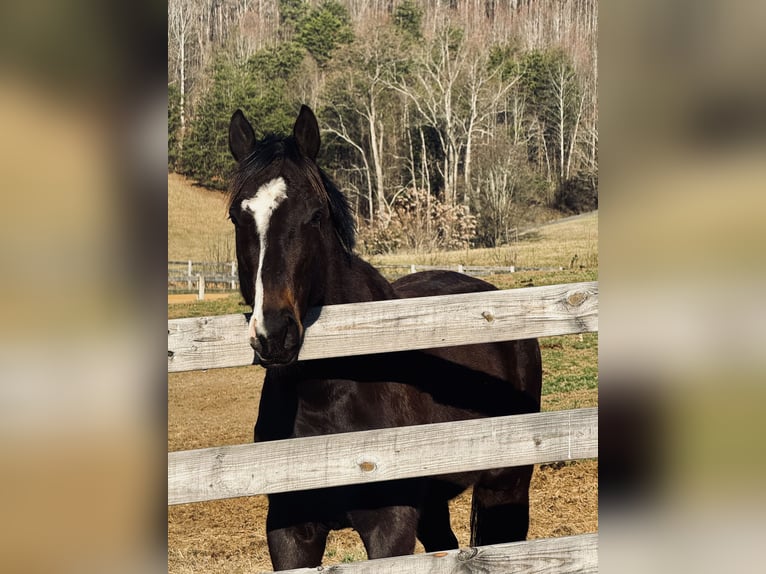 Thoroughbred Gelding 7 years 16.3 hh Bay-Dark in Jonesborough