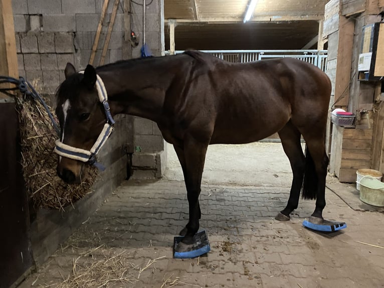 Thoroughbred Gelding 7 years 16 hh Bay-Dark in Ketsch